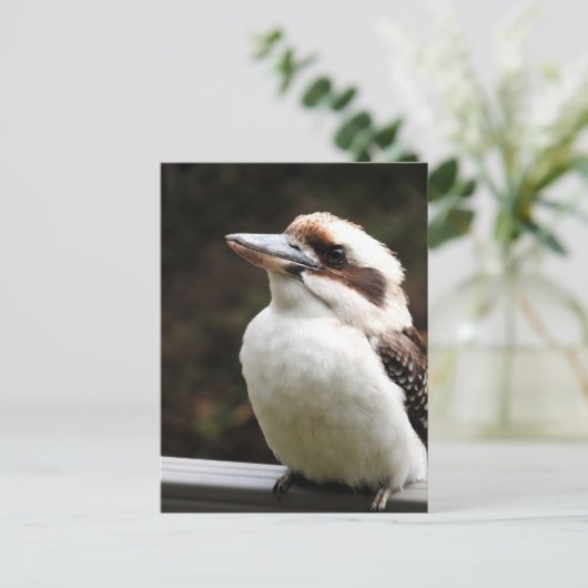 Kookaburra Postkarte (Stehend Vorderseite)