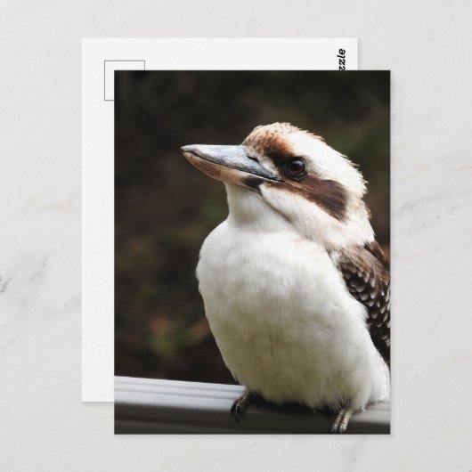 Kookaburra Postkarte (Vorne/Hinten)