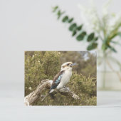 Kookaburra Postkarte (Stehend Vorderseite)