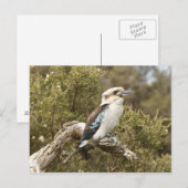 Kookaburra Postkarte (Vorne/Hinten)