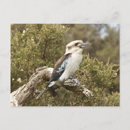 Kookaburra Postkarte (Vorderseite)