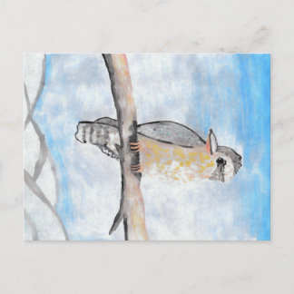 Kookaburra Postkarte