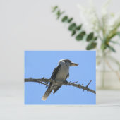 Kookaburra Postkarte (Stehend Vorderseite)