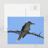 Kookaburra Postkarte (Vorne/Hinten)