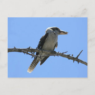 Kookaburra Postkarte