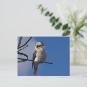 Kookaburra Postkarte (Stehend Vorderseite)