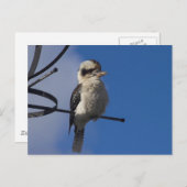 Kookaburra Postkarte (Vorne/Hinten)