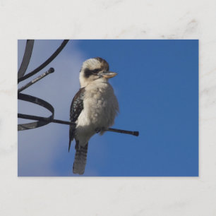 Kookaburra Postkarte