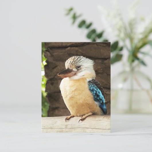 Kookaburra Postkarte (Stehend Vorderseite)