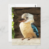 Kookaburra Postkarte (Vorne/Hinten)