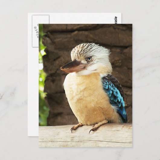 Kookaburra Postkarte (Vorne/Hinten)