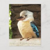 Kookaburra Postkarte (Vorderseite)