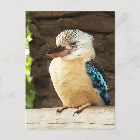 Kookaburra Postkarte (Vorderseite)