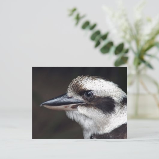 Kookaburra Postkarte (Stehend Vorderseite)