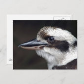 Kookaburra Postkarte (Vorne/Hinten)