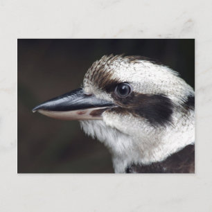 Kookaburra Postkarte