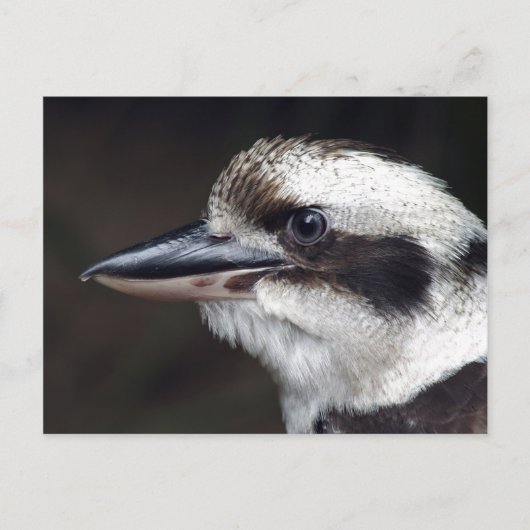 Kookaburra Postkarte (Vorderseite)