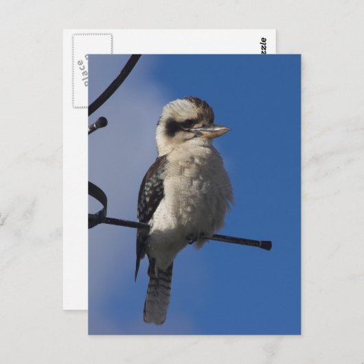 Kookaburra Postkarte (Vorne/Hinten)