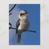 Kookaburra Postkarte (Vorderseite)