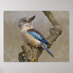 Kookaburra Print Poster