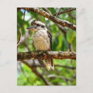 KOOKABURRA QUEENSLAND AUSTRALIA POSTKARTE