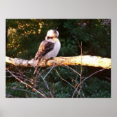 KOOKABURRA SITS.. Poster (Vorne)