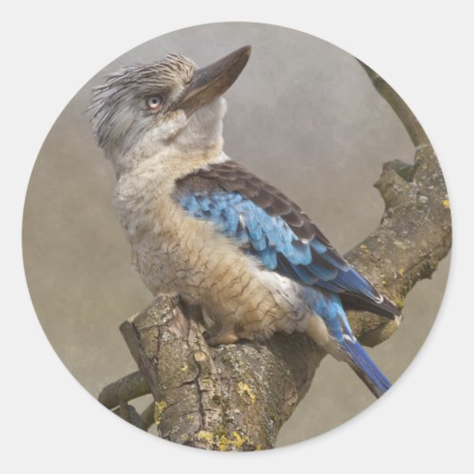 Kookaburra Sticker (Vorderseite)