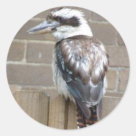 Kookaburra Sticker