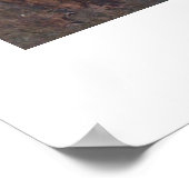 Kookaburras Poster (Ecke)