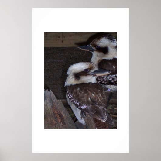 Kookaburras Poster (Vorne)