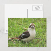 Kookabuura Postkarte (Vorne/Hinten)