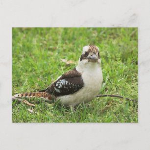 Kookabuura Postkarte