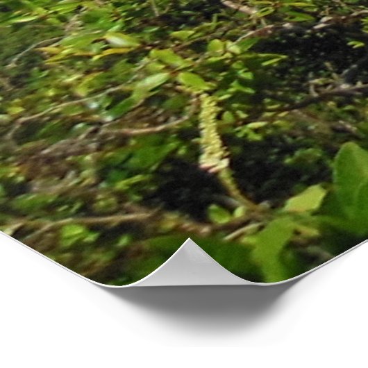 Koolau Poster (Ecke)