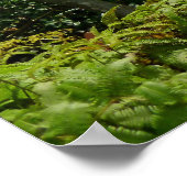 Koolau Poster (Ecke)