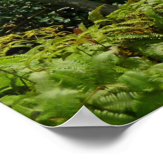 Koolau Poster (Ecke)