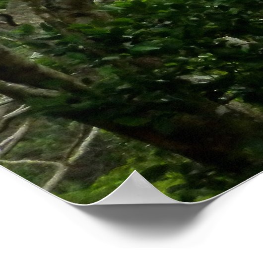 Koolau Poster (Ecke)