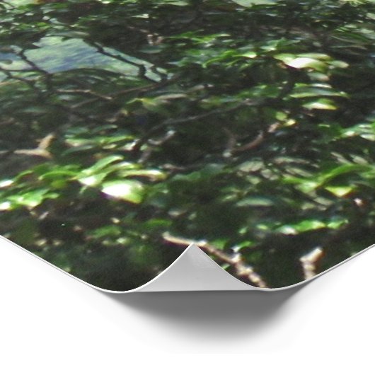 Ko'olau und Koa Poster (Ecke)