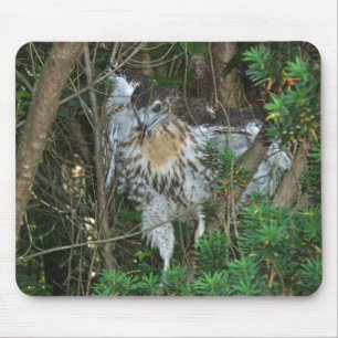 Koordinaten von roten Schwanzfalken Mousepad