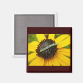 Koordination von Elementen der Moth-Raupe im gemei Magnet (Vorderseite/Rückseite)