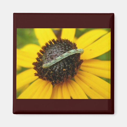 Koordination von Elementen der Moth-Raupe im gemei Magnet (Vorne)