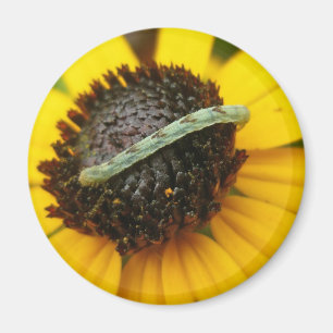 Koordination von Elementen der Moth-Raupe im gemei Magnet
