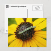 Koordination von Elementen der Moth-Raupe im gemei Postkarte (Vorne/Hinten)