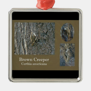 Koordinationselemente für braunen Strampler Songb Ornament Aus Metall