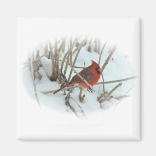 Koordinationselemente für den östlichen Kardinal S Magnet