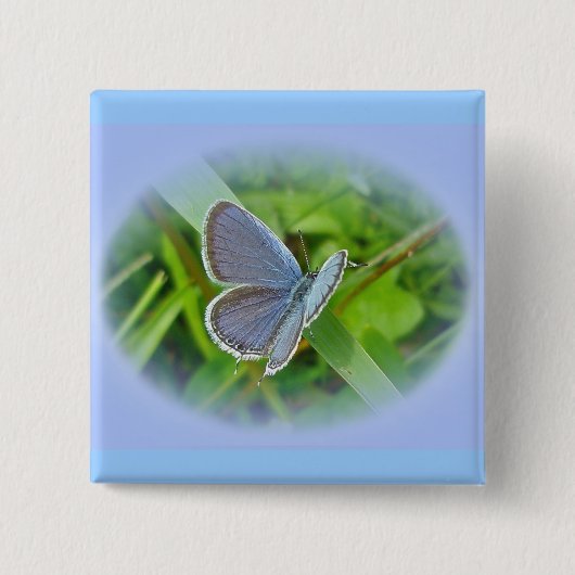 Koordinationselemente für den östlichen Schmetterl Button (Vorderseite)
