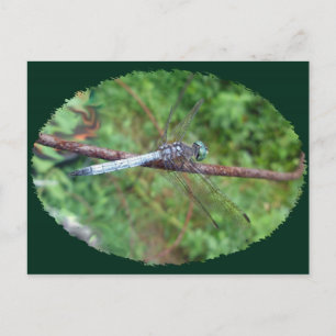 Koordinationselemente für die blaue Dasher-Dragonf Postkarte