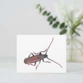 Koordinationselemente für langgestreckte Käfer Postkarte (Stehend Vorderseite)