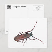 Koordinationselemente für langgestreckte Käfer Postkarte (Vorne/Hinten)
