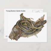 Koordinationsgegenstände der Young Eastern Garter Postkarte (Vorne/Hinten)