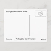 Koordinationsgegenstände der Young Eastern Garter  Postkarte (Rückseite)